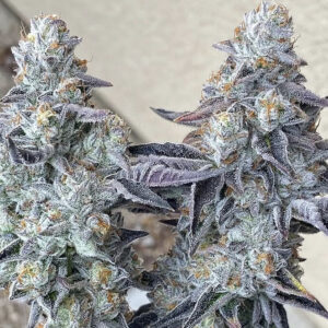 Super Sour Lemon OG