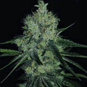 Sour Chrome Qoolaid