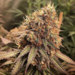 Sour Blue Sativa III - 5 Pack