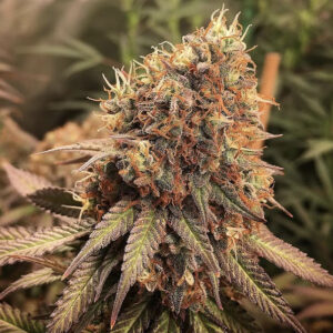 Sour Blue Sativa III