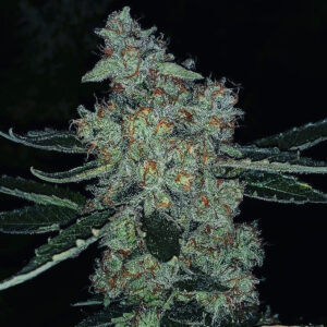 Sour Whistle