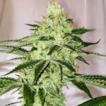Sour Diesel Auto F5 - 5 Pack