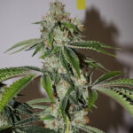 MindWrecker Diesel - 3 Pack