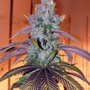 Sour Grape Skunk
