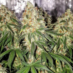 Durban Sour Diesel
