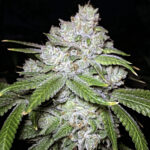 Black Site Sour - 3 Pack