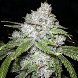 Black Site Sour