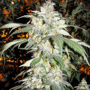Egg Nog Diesel