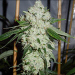 Chocolate Sour Diesel - 10 Pack