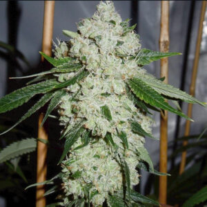 Chocolate Sour Diesel