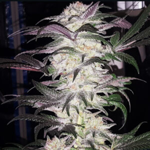 Sour Purple Hashplant