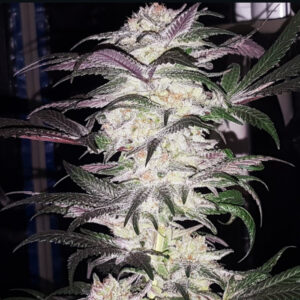 Sour Purple Hashplant