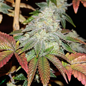 Apricot Sour Diesel