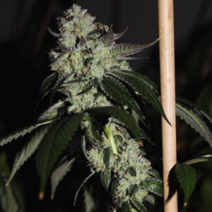 New England Sour Diesel