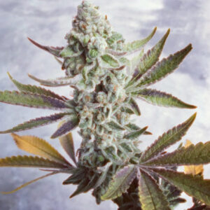 Sour Plum Diesel