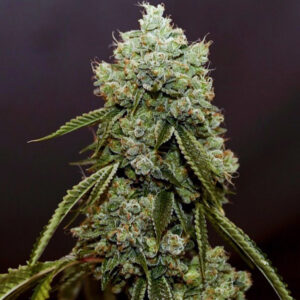 Sour Chopper OG