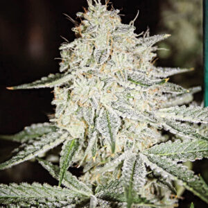 Zoapbox Diesel